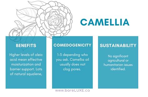 Camellia Oil: A Timeless Elixir for Radiant, Nourished .